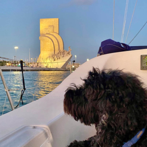 Sal, the Portuguese Water Dog, passing the Discoveries Monument